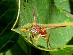 Polistes africanus
