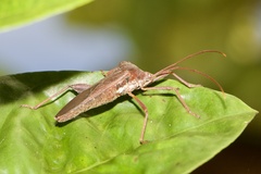 Mictis longicornis