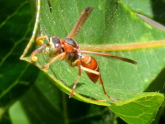 Polistes africanus