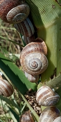 Otala punctata