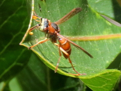 Polistes africanus