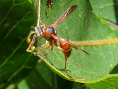 Polistes africanus