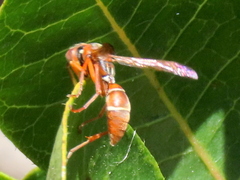 Polistes africanus