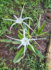 Hymenocallis liriosme