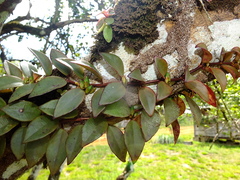 Codonanthopsis crassifolia
