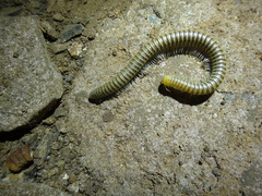 Anadenobolus monilicornis
