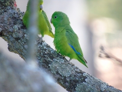 Forpus xanthopterygius