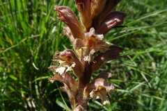 Orobanche lutea