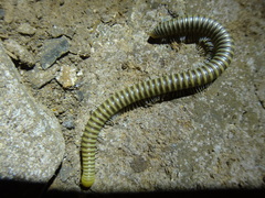 Anadenobolus monilicornis