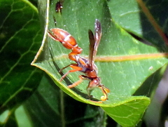 Polistes africanus