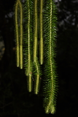 Phlegmariurus squarrosus