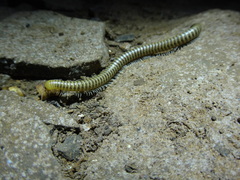 Anadenobolus monilicornis
