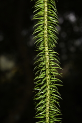 Phlegmariurus squarrosus