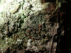 Bacidia rubella