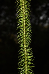 Phlegmariurus squarrosus