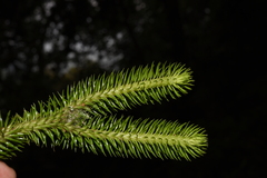 Phlegmariurus squarrosus