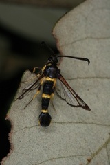 Synanthedon codeti