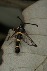 Synanthedon codeti