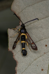 Synanthedon codeti