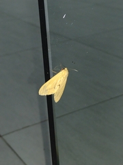 Lepidoptera