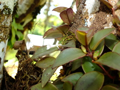 Codonanthopsis crassifolia