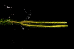 Phlegmariurus squarrosus