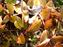 Codonanthopsis crassifolia