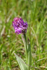 Neotinea tridentata