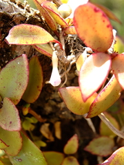 Codonanthopsis crassifolia