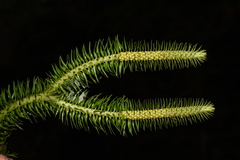 Phlegmariurus squarrosus