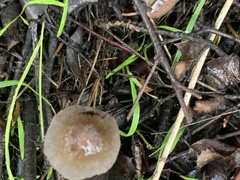 Fungi