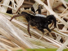Alopecosa pulverulenta
