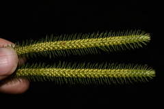 Phlegmariurus squarrosus