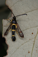 Synanthedon codeti