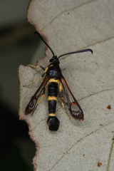 Synanthedon codeti