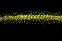 Phlegmariurus squarrosus