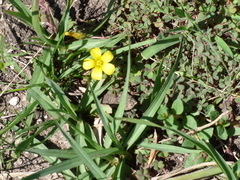 Oxalis exilis
