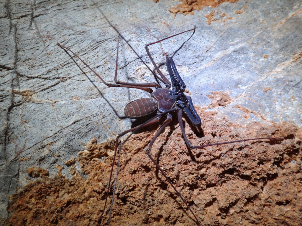 Heterophrynus vesanicus