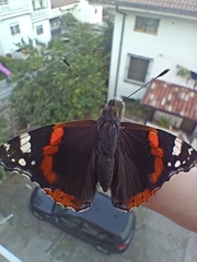 Vanessa atalanta