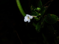 Codonanthopsis calcarata