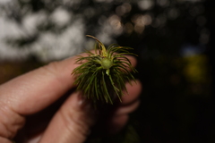 Phlegmariurus squarrosus