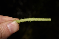 Phlegmariurus squarrosus