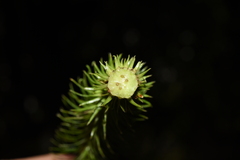 Phlegmariurus squarrosus