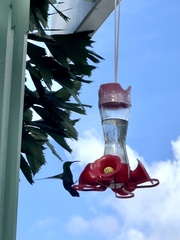 Eulampis holosericeus