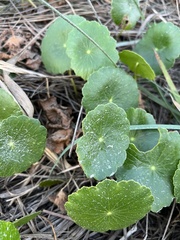 Hydrocotyle bonariensis