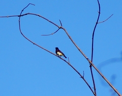 Leptocoma