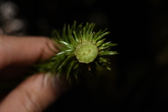 Phlegmariurus squarrosus