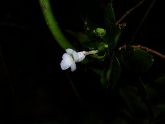 Codonanthopsis calcarata