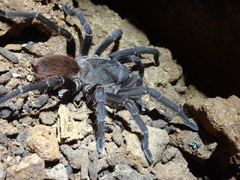 Acanthoscurria