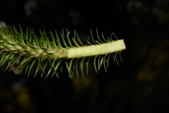 Phlegmariurus squarrosus